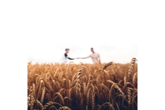 Image Wheat field.